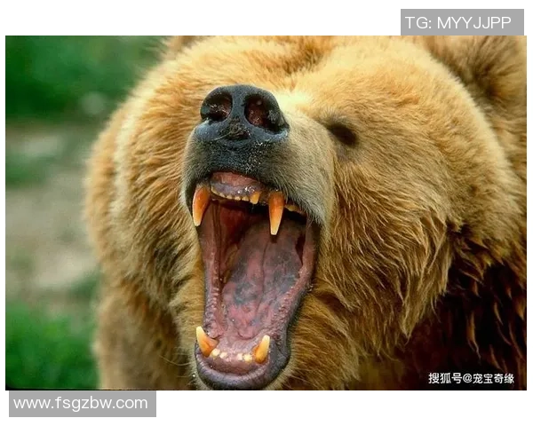 波兰光头足球明星的传奇故事与赛场风采解析